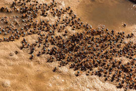group of soldier crabs at Moreton Bay