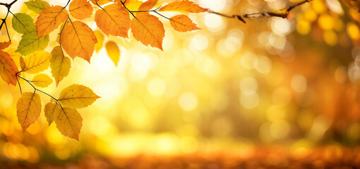Naklejka na ściany i meble Autumn background, sunny park in fall season, linden trees losing red and yellow leaves, graphic banner, web background, facebook header, Generative A.I,