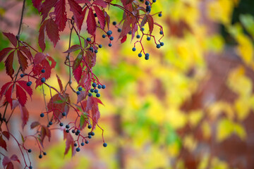 Wild berries and beautiful autumn leaves