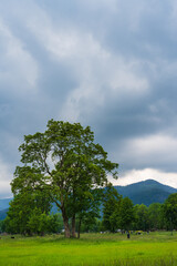 Explore Zakopane, Poland's lush park with mountains as a backdrop. Cloudy skies set the mood as distant figures stroll. Perfect for travel concepts. Vertical frame