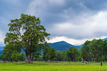 Landscape photograph of a green park in Zakopane, Poland, with a large tree in the foreground and mountains in the background. The sky is cloudy, people are walking in the distance. Travel concept