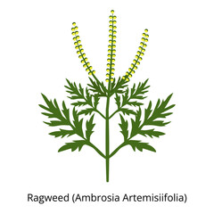 Ragweed Ambrosia Artemisiifolia. Plant allergen. Seasonal allergy to flowering.