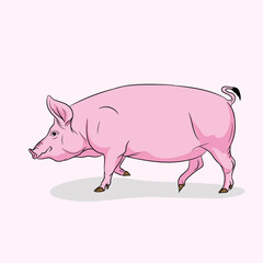 Vector illustration of pink Pig with curly tail.

