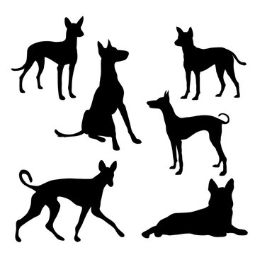 Vector illustration of silhouette Dogs in different poses.
