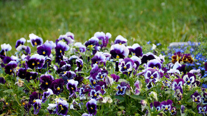many purple and white violet flowers grow on a green background in the garden. nature