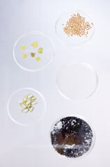 Petri dish, sample and science, ecology and leaves with soil, agriculture and environment study top view in lab. Research, sustainability and investigation, scientific test background and future