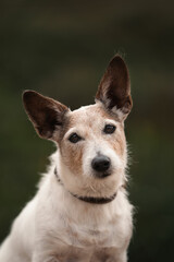 Jack Russell Terrier