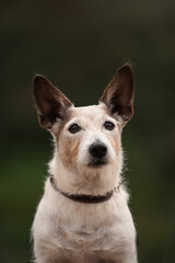 Jack Russell Terrier