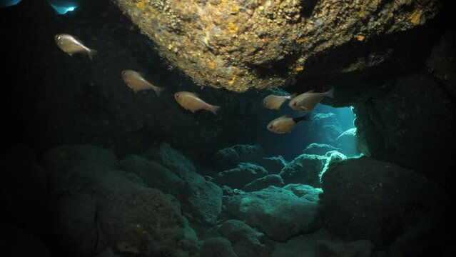 sun ray and sun beam scenery underwater cave divig with some fish