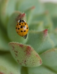 Ladybug