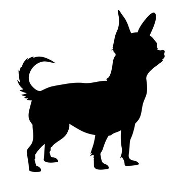Chihuahua dog silhouette icon symbol. Vector illustration