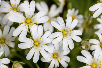 Obraz premium Background of white wildflowers also called Stellaria holostea