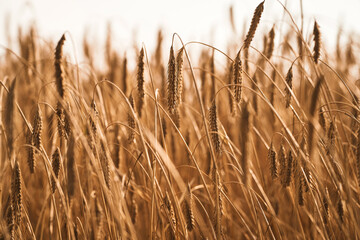 Close-Up of Rye or Wheat Ears in a Field - Agriculture Concept. Sunrise or sunset time. Agriculture background.