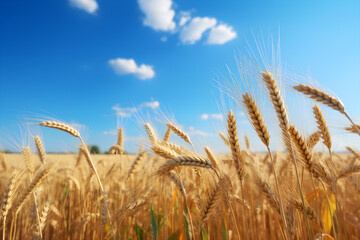 Golden agricultural field with ripe wheat against the blue sky. golden wheat on the field