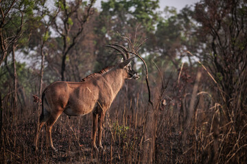 roan antelope in the savannah - obrazy, fototapety, plakaty