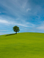 Obraz premium Lonely tree on lush green grass in front of blue sky on a hill in Tuscany countryside, Italy