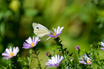 Small white butterfly (Pieris rapae) perched on a pink daisy in Zurich, Switzerland