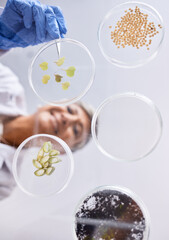 Petri dish, sample and science, ecology and leaves with soil, agriculture and environment, scientist person and low angle. Research, sustainable and investigation, scientific test in lab and future