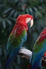 Close up haed the red macaw parrot bird in forest