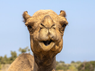 Close-up of cute camel face, front view