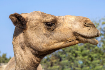 Close-up of camel face in profile