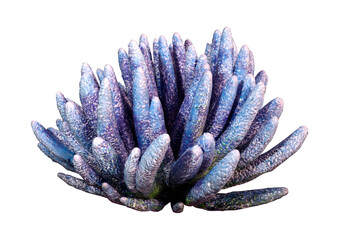 3D Rendering Blue Coral on White © photosvac