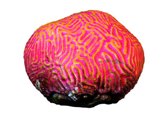 3D Rendering Red Coral on White © photosvac