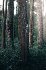 Tranquil forest with lush green foliage, tall coniferous trees, and peaceful surroundings.