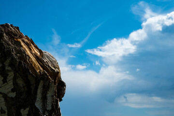 Tree stub with sky (windows like theme)