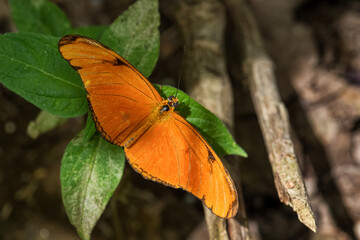Julia butterfly - Dryas iulia, beautiful orange brushfoot butterfly from Latin America woodlands...