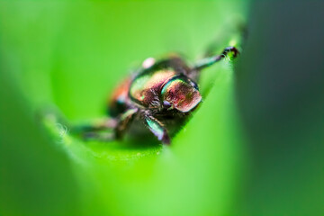 macro shot of a bug on a leaf