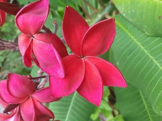 Naklejka premium Red frangipani flowers bloom in bushes