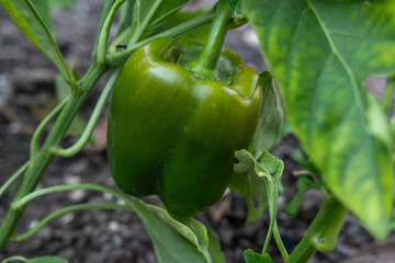 Grüne Peperoni am Strauch im Gemüsegarten oder auf der Farm - Bio Gemüse