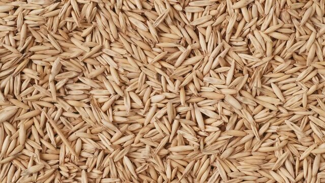 Closeup shot of background with many dried wheat grains, few ears of wheat falling down from above on the seeds.