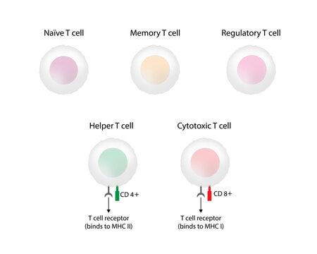 Types of T cell. Naive, regulatory and memory T Cell, helper T cell and cytotoxic T cell, CD Antigen Types., CD4 And CD8. Vector Illustration.