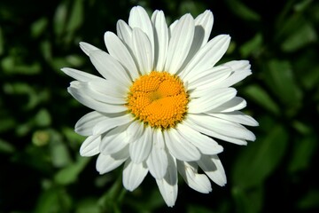 Obraz premium Flowering of daisies. Oxeye daisy, White daisy on green field in garden