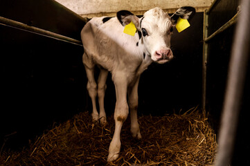 Modern, spacious cow farm with many dairy cows