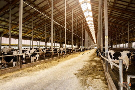 Modern, spacious cow farm with many dairy cows