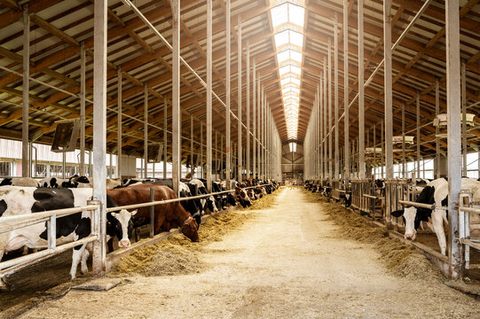 Modern, spacious cow farm with many dairy cows