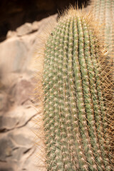 Close-up of Cactus in the Province of Jujuy in Argentina