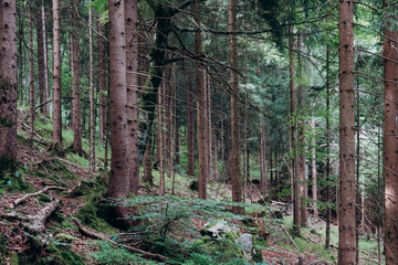 Beautiful forest in the vicinity of Neuschweinstein Castle in Schwangau, Bavaria, southern Germany