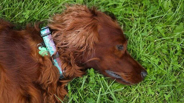 An Irish Setter dog lies in a wheat field with grass along a country road on a walk with his owner, tongue out in summer slow motion. . High quality FullHD footage
