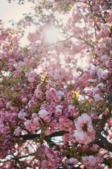 Zierkirsche erblüht in kräftigem Rosarot