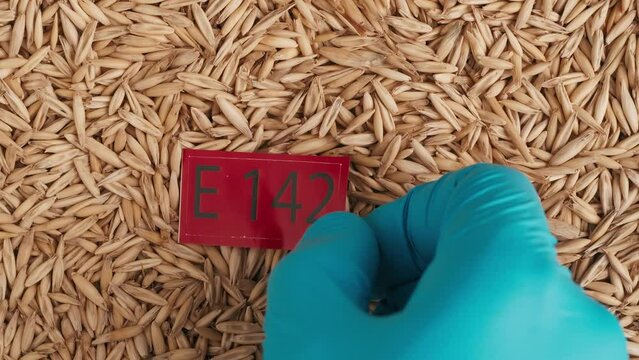 Closeup shot of wheat grains background, hand in glove puts red paper with E 142 written on it.