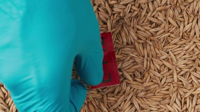 Closeup shot of wheat grains, person hand in blue glove puts red paper sign with E 142 written on it.