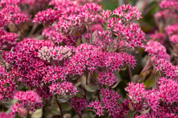 Sedum “Thunderhead” flowers.
Thunderhead stonecrop makes impressive, vibrant pink flowers atop...