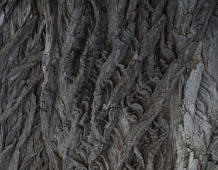 twisting cracks in the crown of a tree made of bark in patterns of deep lines of destruction.