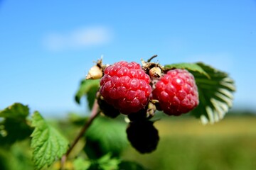 Red organic raspberries grow in the garden during the summer