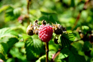Red organic raspberries grow in the garden during the summer