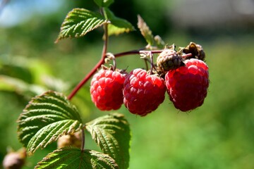 Red organic raspberries grow in the garden during the summer